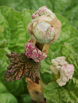 Rhubarb, Rheum x hybridum 'Mac Red'.