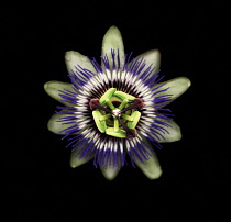 Passion flower, Passiflora caerulea.