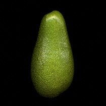 Avocado, Persea americana.