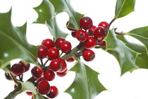 Holly, Ilex aquifolium.