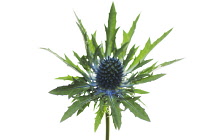 Sea Holly, Eryngium x oliverianum.