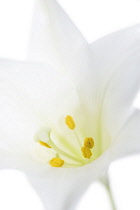 Lily, Easter lily, Lilium longiflorum.