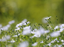 Flax, Perennial flax, Linum perenne.