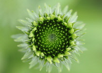 Echinacea, Purple coneflower, Echinacea purpurea 'Jade'.