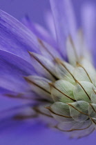 Cupid'sdart, Catananche caerulea.