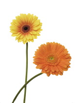 Gerbera.