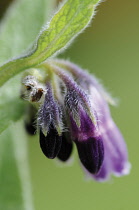 Comfrey, Symphytum officinale.