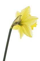 Daffodil, Narcissus.