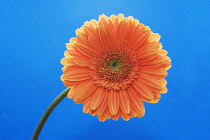 Gerbera.