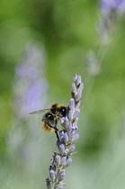 Lavender, Lavandula augustifolia.