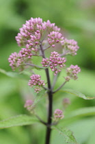 JoePyeweed, Eupatorium purpureum.