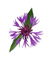 Cornflower, Perennial cornflower, Centaurea montana.