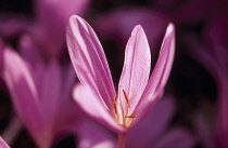 Crocus, Autumn crocus, Colchicum 'Lilac wonder'.