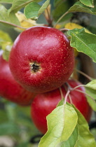 Apple, Malus domestica 'Fiesta'.