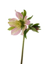 Hellebore, Helleborus purpurascens.