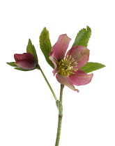 Hellebore, Helleborus purpurascens.