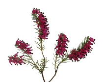 Heather, Winter heath, Spring heath, Bell heather, Erica.