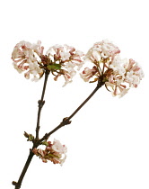 Viburnum, Viburnum bodnantense.