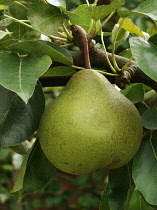 Pear, Pyrus communis 'Catillac'.
