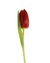 Tulip, Tulipa.