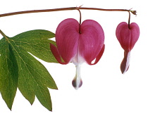 Bleedingheart, Dicentra spectabilis.