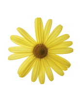 Daisy, Ox-eye daisy, Leucanthemum vulgare.