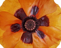 Poppy, Oriental poppy, Papaver orientale.