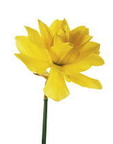 Daffodil, Narcissus.