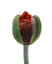 Poppy, Papaver.