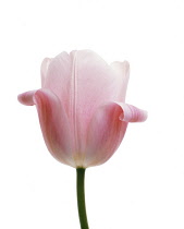 Tulip, Tulipa.