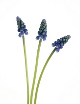 Grape Hyacinth, Muscari.