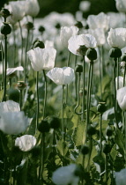 Poppy, Opium poppy, Papaver somniferum.