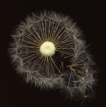 Dandelion clock, Taraxacum officinale.