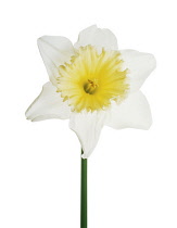 Daffodil, Narcissus.