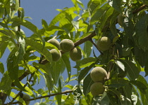 Peach, Prunus persica.