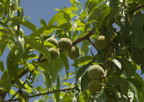 Peach, Prunus persica.