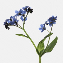 Forget-me-not, Myosotis.