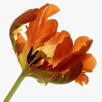 Tulip, Parrot tulip, Tulipa.