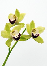 Orchid, Cymbidium.