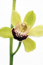 Orchid, Cymbidium.