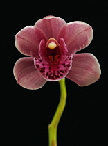 Orchid, Cymbidium.