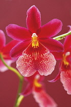 Orchid, Cymbidium.