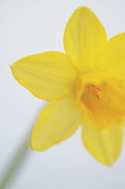 Daffodil, Narcissus.