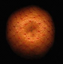 Orange, Citrus sinensis.