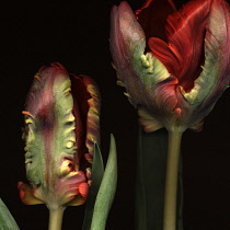 Tulip, Parrot tulip, Tulipa.