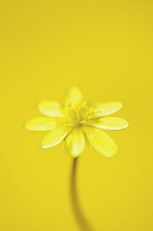 Celandine, Ranunculus ficaria.