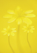 Celandine, Ranunculus ficaria.