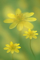 Celandine, Ranunculus ficaria.