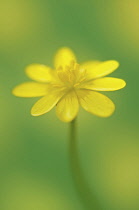 Celandine, Ranunculus ficaria.