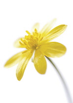 Celandine, Ranunculus ficaria.